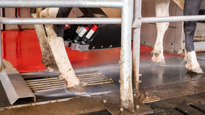 Le système de pulvérisation des pattes Lely Meteor présente un nouveau design et son utilisation pour deux stalles de robots a été facilitée.