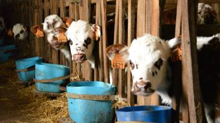 Les prix des aliments d’engraissements des veaux se détendent ces derniers mois