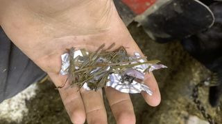 Non détectables par un aimant, les bris de canette peuvent provoquer la mort d'un animal. Non détectables par un aimant, les bris de canette peuvent provoquer la mort d'un animal.