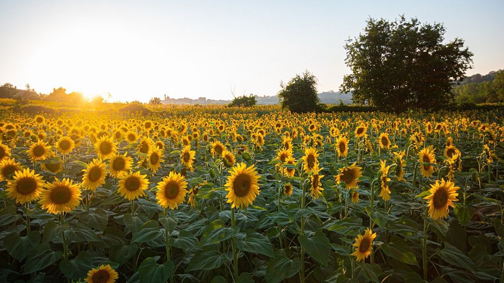 Christophe Chavigneau, producteur de céréales à Savigny-Lévescault, s'est tourné vers le millet et le tournesol.