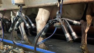 Bien que la production laitière pourrait ralentir au sein de l'UE, la demande mondiale elle sera à la hausse. Bien que la production laitière pourrait ralentir au sein de l'UE, la demande mondiale elle sera à la hausse.