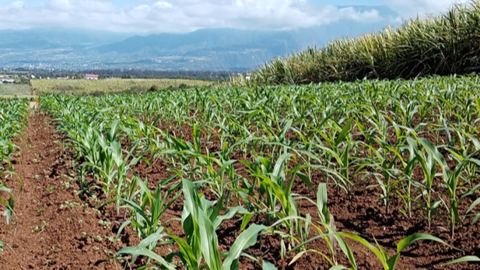 Champs à La Réunion