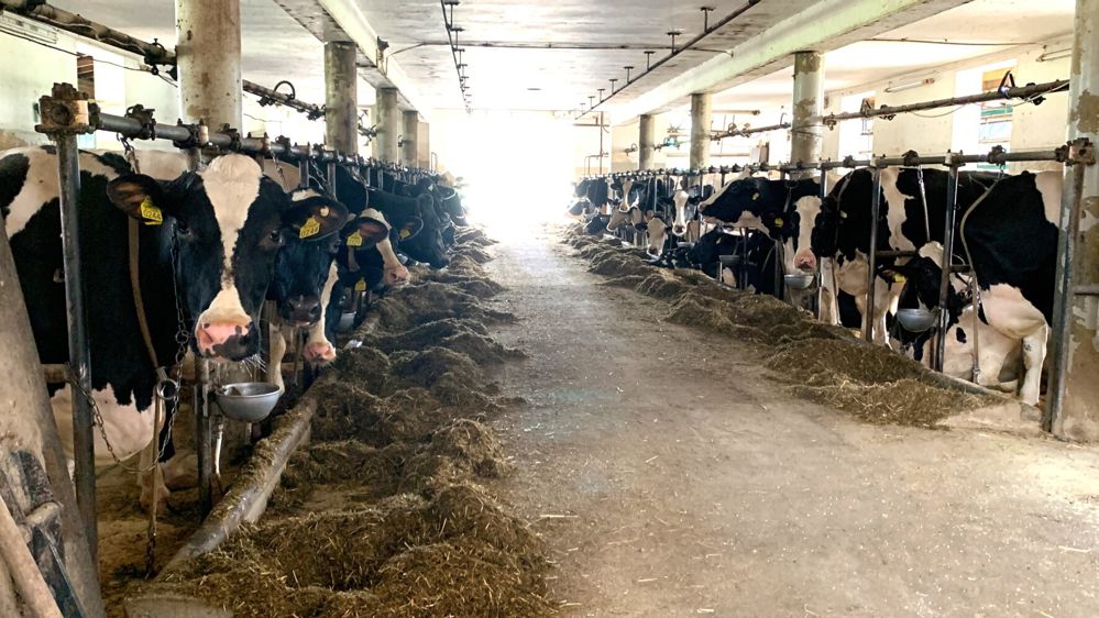 En Slovénie : des vaches laitières hautes productrices en étable entravée