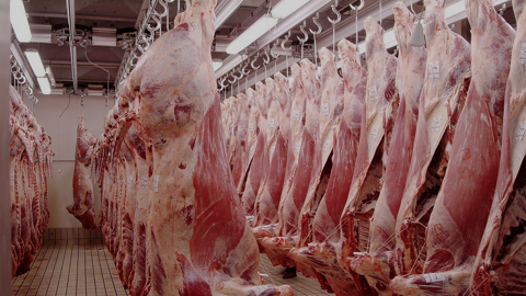 Culture Viande fédère les principales entreprises françaises du secteur de la viande, de l'abattage à la distribution en passant par la transformation. Culture Viande fédère les principales entreprises françaises du secteur de la viande, de l'abattage à la distribution en passant par la transformation.