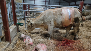 Chaque hiver, Joséphine Goret réalise environ 150 interventions dans le bassin charolais. Chaque hiver, Joséphine Goret réalise environ 150 interventions dans le bassin charolais.