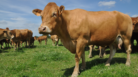Les résultats semestriels publiés par l'Institut de l'élevage s'appuient sur les données des fermes Inosys. Les résultats semestriels publiés par l'Institut de l'élevage s'appuient sur les données des fermes Inosys.