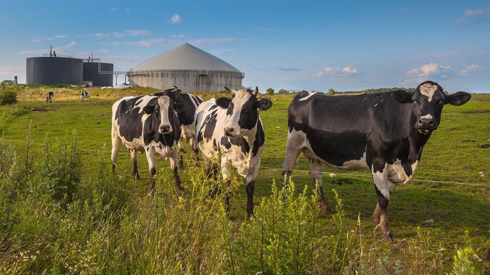 Vaches devant un méthaniseur