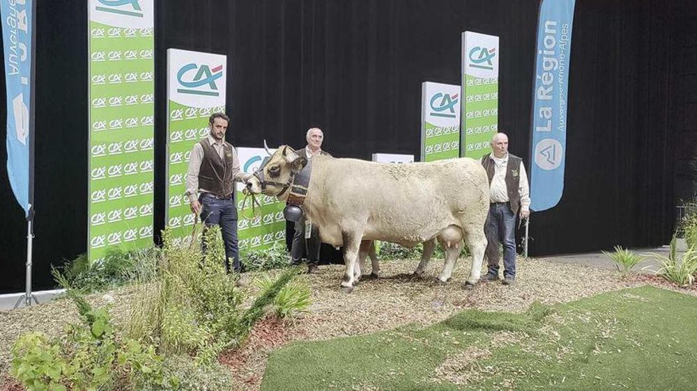 Joconde vache Aubrac. Joconde vache Aubrac.