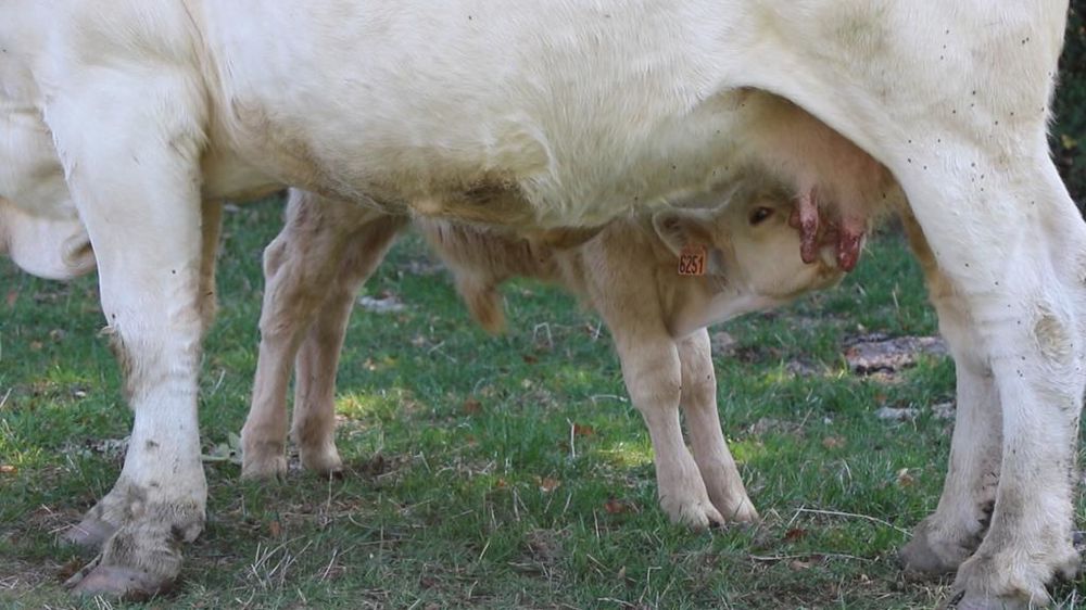 Veau charolais tétant sa mère