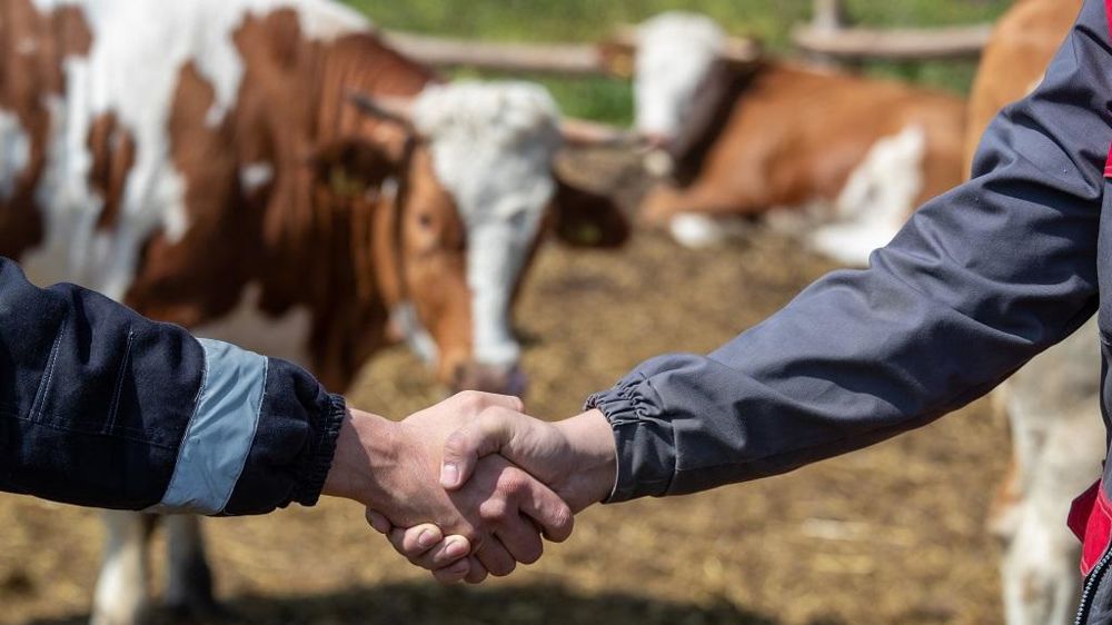 Poignée de main et vache