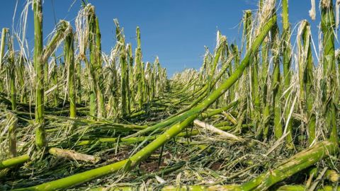 Le nouveau dispositif d'assurance récolte mis en place en 2023 n'a séduit que 9 000 agriculteurs de plus par rapport à 2022, selon les chiffres de Groupama.