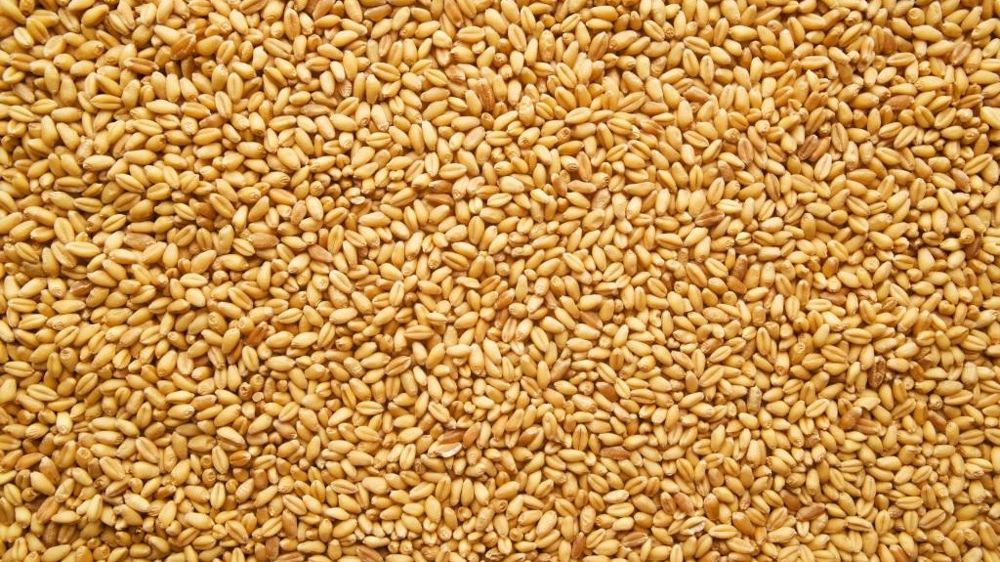 Grains de blé