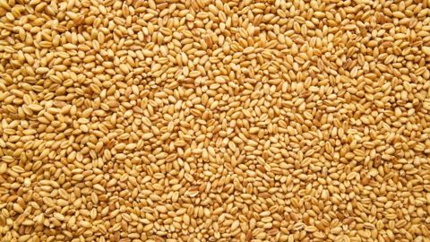 En octobre, FranceAgriMer relève de 300 kt son objectif d’exports vers les pays tiers, à 9,8 Mt. En octobre, FranceAgriMer relève de 300 kt son objectif d’exports vers les pays tiers, à 9,8 Mt.