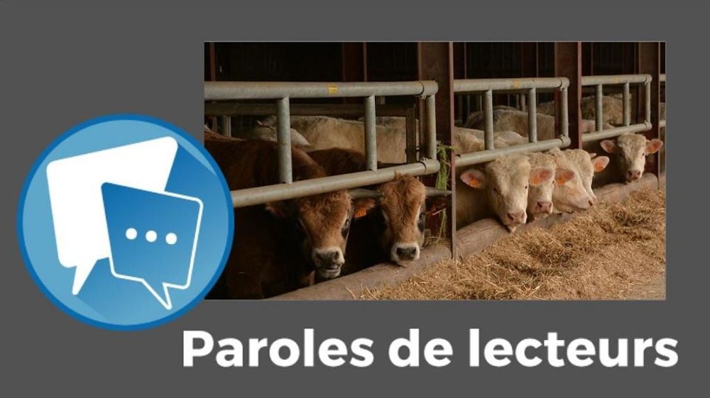 bovins viande à l'auge