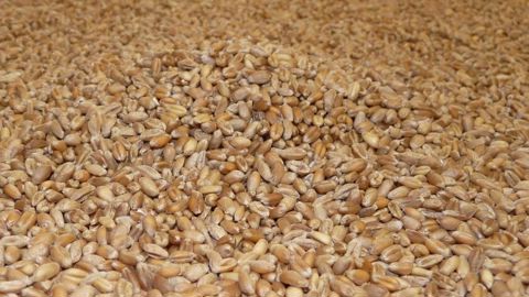 62 % de la collecte de blé tendre bio dépasse les 11 % pour cette campagne 2023.
