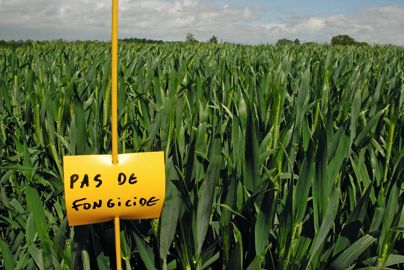 Parcelle d'essai de blé sans fongicide