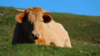 Les éleveurs impactés par la MHE appréhendent le protocole sanitaire nécessaire pour la commercialisation des bovins. Les éleveurs impactés par la MHE appréhendent le protocole sanitaire nécessaire pour la commercialisation des bovins.