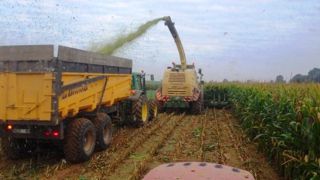 Les rendements en maïs 2023 sont satisfaisants chez presque tous les agriculteurs