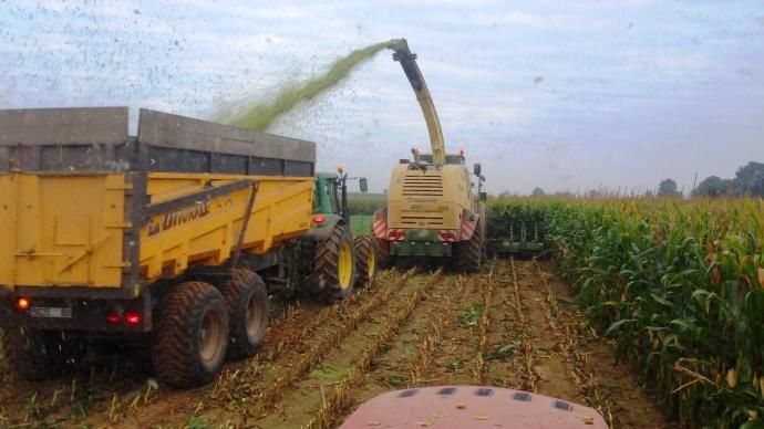 Les rendements en maïs 2023 sont satisfaisants chez presque tous les agriculteurs