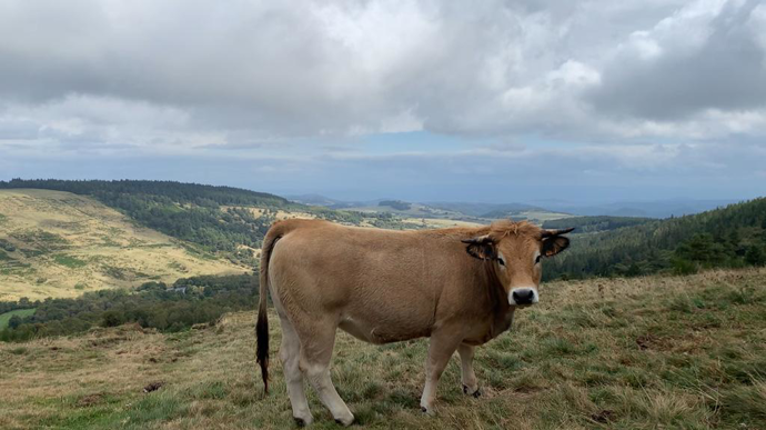 Le vêlage deux ans permet de diminuer son chargement en UGB.