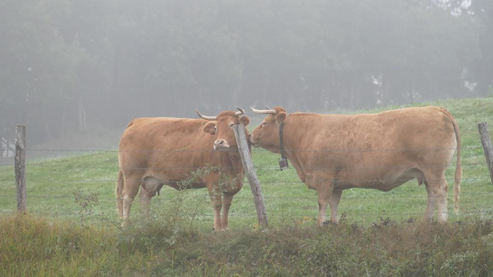 Vaches au pré dans le brouillard