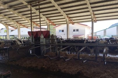 Stabulation vaches laitières sans bardage