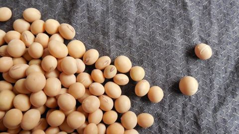 Le monde produirait en tout plus de 390 Mt de soja pour la campagne de commercialisation 2023/24, estime le CIC