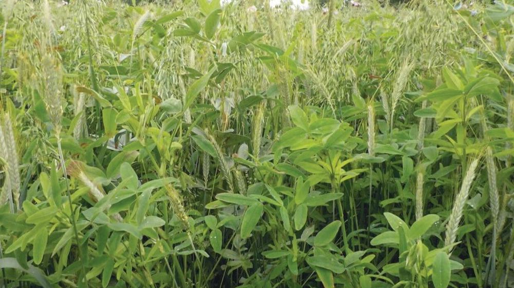 méteil fourrager sur pied
