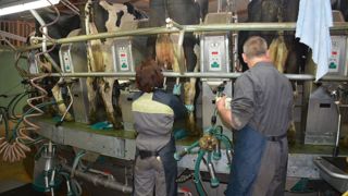 Sans électricité, traire et refroidir le lait devient un casse-tête.