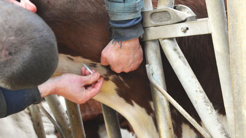 Eleveur en train de faire une piqûre à une vache