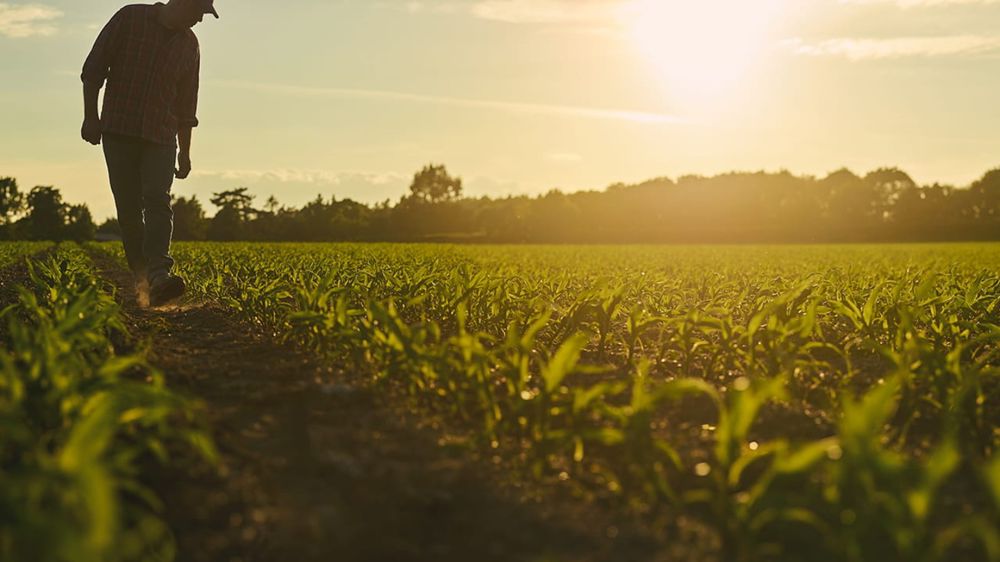Le maïs ensilage, pour renforcer l’énergie des rations
