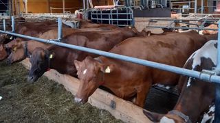 La Suède combine haut niveau d'étable, et bien-être animal. La Suède combine haut niveau d'étable, et bien-être animal.
