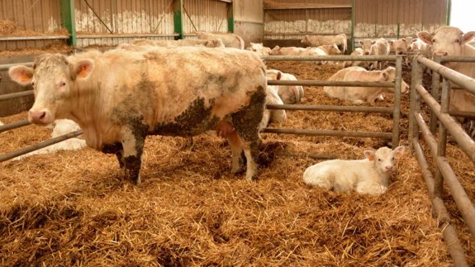 veaux charolais