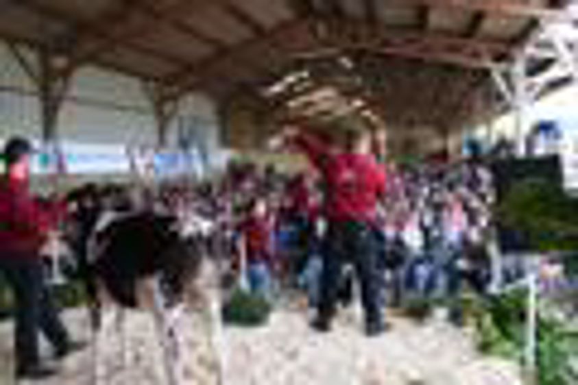 Carrefour 2013 des ventes aux enchères (Maj vente Eurogenes) Carrefour 2013 des ventes aux enchères (Maj vente Eurogenes)