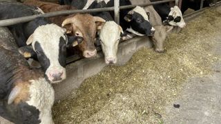 Hachée ou coupée en morceaux et distribuée à l’auge, la betterave fourragère limite le risque d’acidose chez les ruminants en améliorant la mastication.