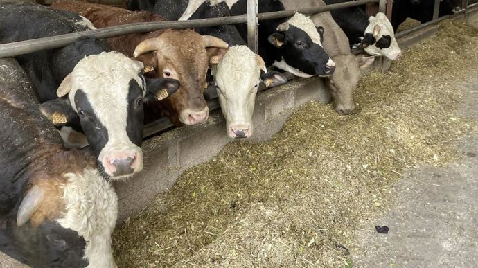 Hachée ou coupée en morceaux et distribuée à l’auge, la betterave fourragère limite le risque d’acidose chez les ruminants en améliorant la mastication.