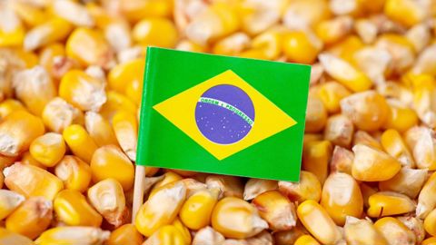 Selon le dernier rapport de l'USDA, quasiment 30 % du maïs échangé à l’international sur la campagne 2023/24 serait brésilien, contre 15 % en 2020/21.