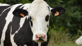 La hausse des prix des produits laitiers n'a pas profité aux éleveurs, mais aux distributeurs et aux industriels, démontre une étude de la FNH. La hausse des prix des produits laitiers n'a pas profité aux éleveurs, mais aux distributeurs et aux industriels, démontre une étude de la FNH.