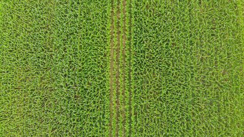 Sur son exploitation des Landes, Mathieu Bonnehon, agriculteur et ingénieur chez Pioneer, compare des semis de maïs à écartement 40 ou 80 cm. Sur son exploitation des Landes, Mathieu Bonnehon, agriculteur et ingénieur chez Pioneer, compare des semis de maïs à écartement 40 ou 80 cm.