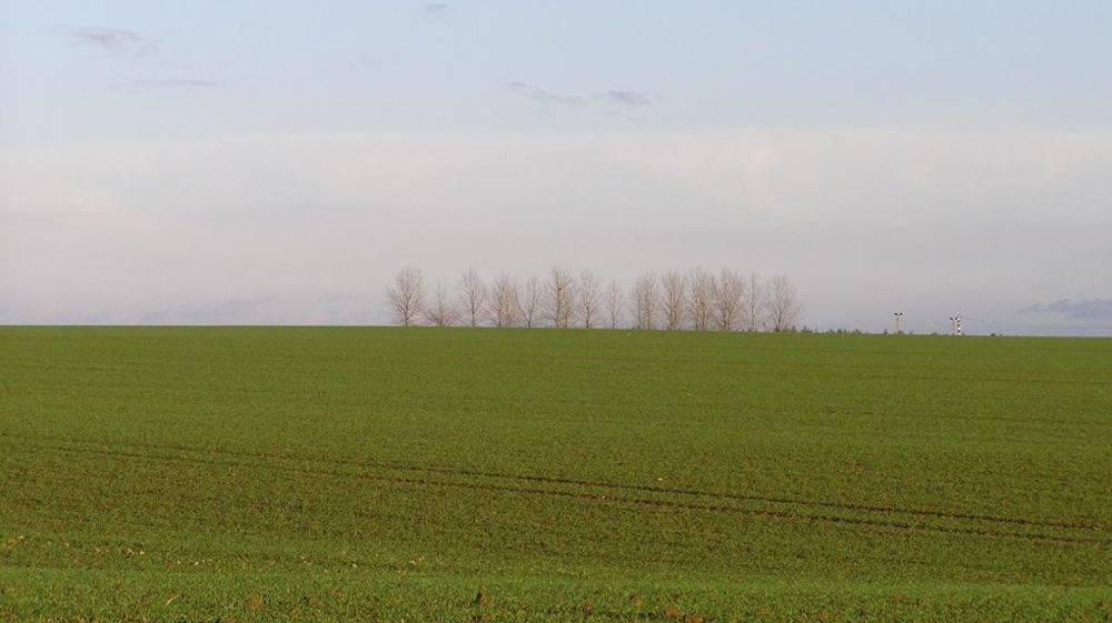 Champ de blé tendre