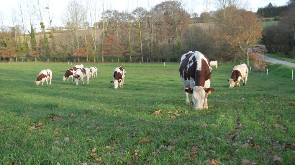 Vaches montbéliardes au pré en automne