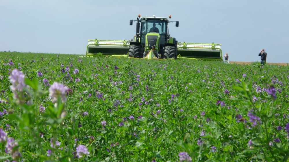 moissonneuse dans une luzernière