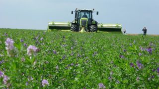 Semer un méteil à l'automne dans la luzerne pourrait augmenter les rendements fourragers et limiter le salissement.