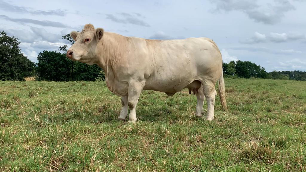 Vache charolaise Vache charolaise