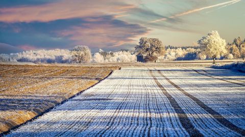 Le froid ne nuit pas aux cultures déjà implantées mais l'inquiétude est forte dans les régions inondées.