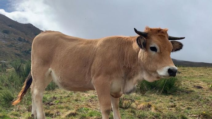 Une vache sur quatre descend plus ou moins directement d'un des taureaux présent dans la liste