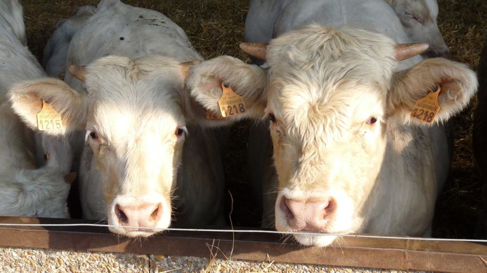 Jeunes Charolais à l engraissement