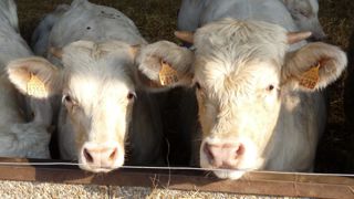 L'Idele cite la renationalisation de l'engraissement de jeunes bovins comme la "principale parade à court terme de la baisse de production" française de viande bovine.