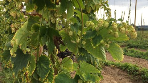 « La tête hors de l'eau » grâce au houblon, un jeune agriculteur manifeste