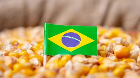 Les perspectives d’évolution de la production brésilienne et l’écart de compétitivité entre le maïs brésilien et le maïs européen laissent craindre d'ici à 2030 un doublement des imports européens de maïs brésilien au détriment de la production
européenne de maïs, alerte l'AGPM.